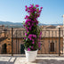 Prachtvolle Pyramiden-Bougainvillea, 80cm, Ø17cm Bild 3