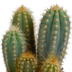 3er Cereus-Mischung 10,5 cm Topf - Vielfalt in Weiß Bild 4