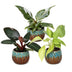 3x Baby Philodendron Tricolour Mix - Ø6cm Bild 2