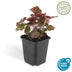 Heuchera 'Palace Purple' - 60 Stk. mit 10-25cm Höhe im 9cm Topf Bild 2