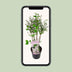 Syringa 'Violet Uprising' - Duftender Flieder im 19cm Topf, 35cm hoch Bild 5