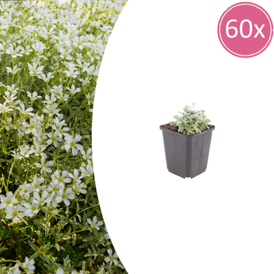 60x Hornkraut 'Filziges' - 10-25cm Höhe, 9cm Topf