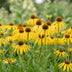Echinacea paradoxa - Gelber Sonnenhut - 12 Pflanzen Bild 5