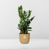 Zamioculcas (ZZ plant) - Height 45-50cm in yellow ELHO pot Bild 6