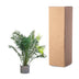 Kanarische Dattelpalme Phoenix Canariensis 300cm, Stammbreite 50cm Bild 4