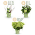 Green boutiQ Hortensie 'Groundbreaker Greeny' - Frosthart, Creme, 2er Set Bild 4