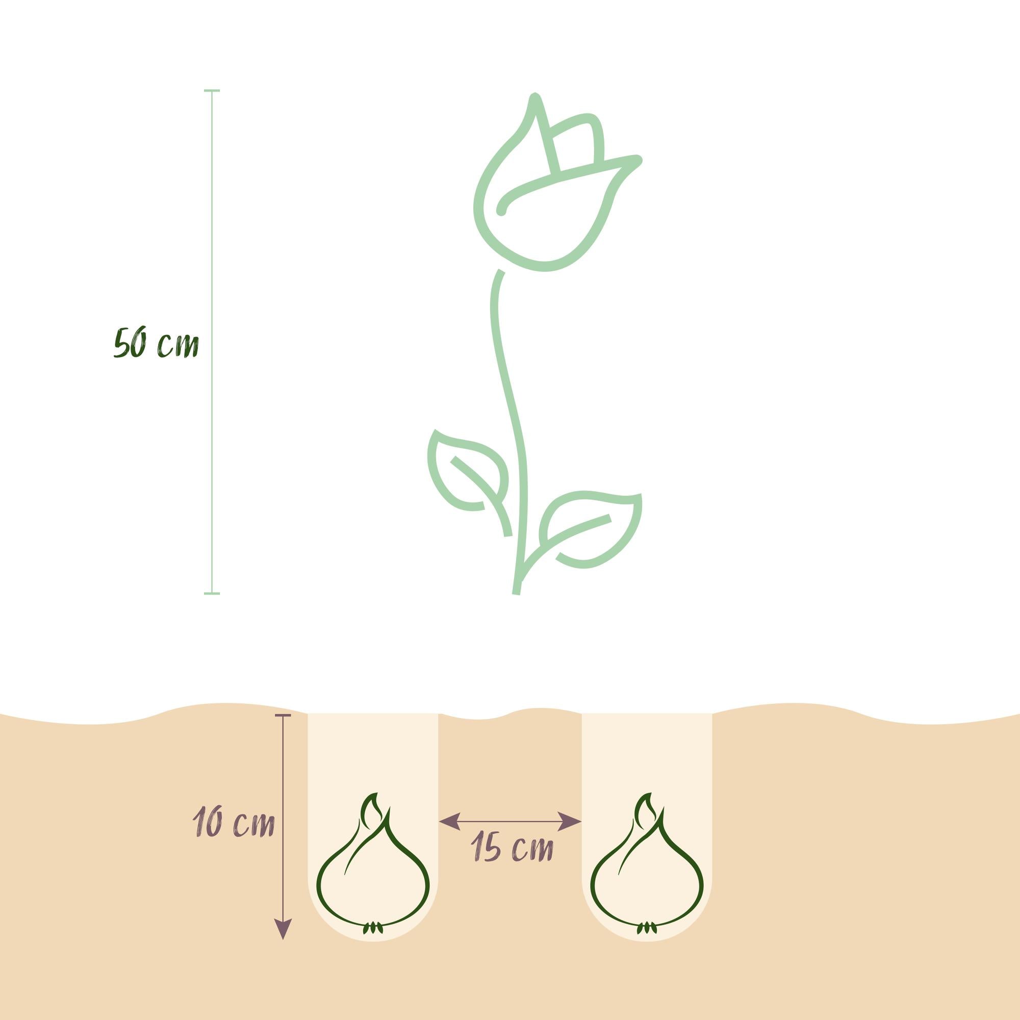 GreenboutiQ - Blumenzwiebeln - Tulp Triumph Pink - Bulbs Hardy Perennial - Farbe Rosa - 15 Stück - Zwiebelgröße 11/12 - XXL Pack