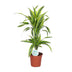 Dracaena Lemon Lime (Drachenbaum) - Ø17cm Topf, 65cm Höhe Bild 1