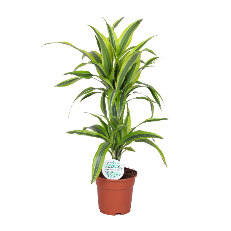 Dracaena Lemon Lime (Drachenbaum) - Ø17cm Topf, 65cm Höhe