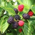 GreenboutiQ - Obstpflanze - Brombeere - Rubus Thornfree Evergreen - Schwarze Brombeere - Dornlos - 2 Pflanzen - Topf 11cm Höhe 40cm Bild 2