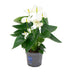 Anthurium White - Ø12cm - ↕43cm Bild 1