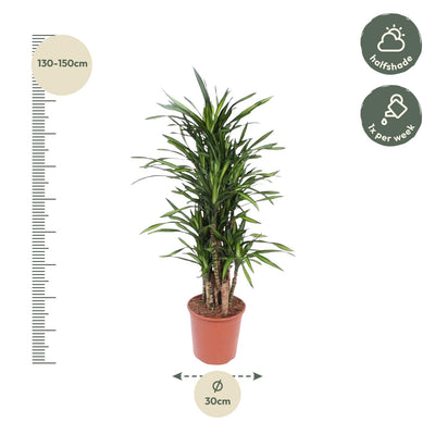 Dracaena Riki, 140 cm hoch, Ø30 cm Topf