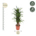 Dracaena Riki, 140 cm tall, Ø30 cm pot Bild 2