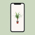 Yucca-Pflanze Ø12cm, 50cm hoch - pflegeleicht & elegant Bild 5