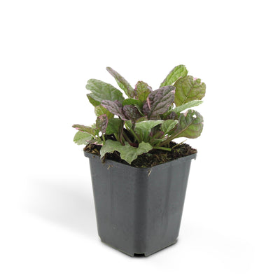 24x Kriechender Günsel 'Burgundy Glow' - Bodendecker, 10-25cm