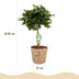 Schefflera Gold Capelle - Pflegeleichte Zimmerpflanze im Korb, 70-81cm Bild 3