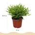 Green boutiQ - Indoor Plant - Bamusa Pogonatherum Monica - Bamboo Grass - Pet Friendly - Green - 4 Plants - Pot 12cm - Height 30-35cm Bild 3