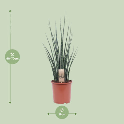 Sansevieria Fernwood Mikado – 80cm hohe Zimmerpflanze im 19cm Topf