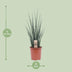 Sansevieria Fernwood Mikado - 80cm tall indoor plant in a 19cm pot Bild 2