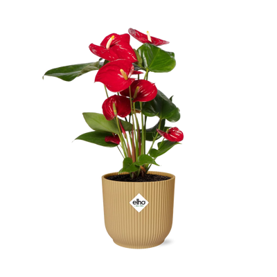 Anthurium Red 12 cm in Topf ELHO Vibes Fold 14 cm gelb