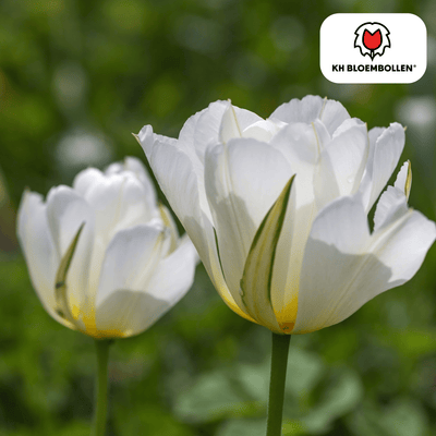 Tulpenzwiebeln White Valley – 20 Stück | KH Bloembollen® | Witte Tulp – Fris, Elegant & Tijdloos – Voor Tuin of Pot – Maat 11/12 – Vers van de Teler