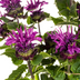 Monarda Didyma Purple: Bienenfreundliche Blütenschönheit für Ihren Garten Bild 2
