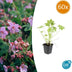60x Geranium macrorrhizum - ↕10-25cm - Ø9cm Bild 1
