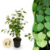 GreenboutiQ - Garden Plant - Cercidiphyllum japonicum - Green 3 Plants - Deciduous - Low Maintenance - Pot 12cm Height 35cm Bild 1