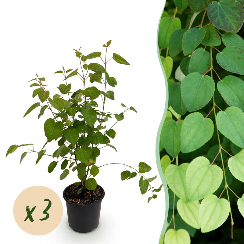 GreenboutiQ - Garden Plant - Cercidiphyllum japonicum - Green 3 Plants - Deciduous - Low Maintenance - Pot 12cm Height 35cm