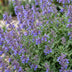 Green boutiQ - Stauden - Nepeta faassenii 'Six Hills Giant' - Katzenminze - Bienen- und Schmetterlingsanwerfer - Lila - 24 Pflanzen - Topf 11cm - Höhe 15-25cm Bild 5