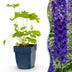 Green boutiQ - Perennial - Delphinium (P) Black Knight - Larkspur - Bee and Butterfly Attractors - Purple - 24 Plants - Pot 11cm - Height 15-25cm Bild 1