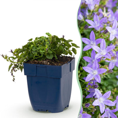 Green boutiQ - Perennials - Campanula posch. Stella - Peach-leaved bellflower - Groundcover - Purple - 1 plant - Pot 11cm - Height 15-25cm