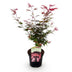 Japanischer Ahorn 'Shaina' - Rote Blätter, 70cm, Topf 19cm Bild 2