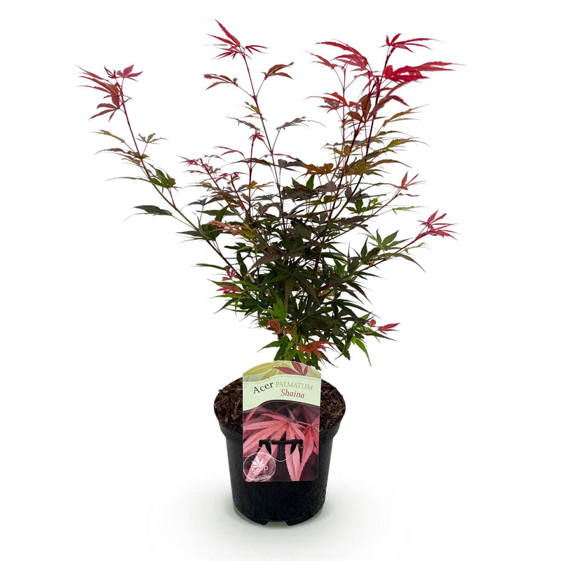 Dracaena surculosa
