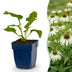 Green boutiQ - Stauden - Echinacea purp. Alba - Sonnenhut - Bienen- und Schmetterlingszieher - Weiß - 12 Pflanzen - Topf 11cm - Höhe 15-25cm Bild 1
