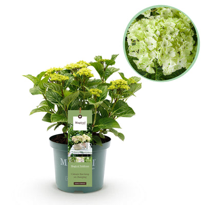 Hortensie Magical Nobless Weiß, 6-10 Blüten, Topf 23cm
