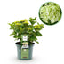 Hortensie Magical Nobless Weiß, 6-10 Blüten, Topf 23cm Bild 1