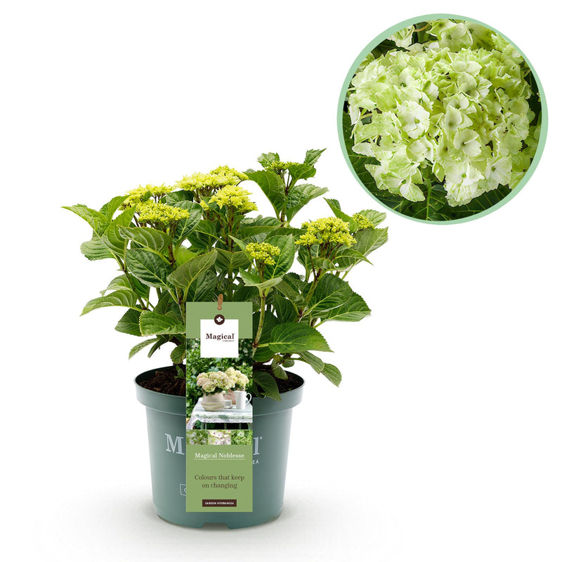 Hortensie Magical Nobless Weiß, 6-10 Blüten, Topf 23cm