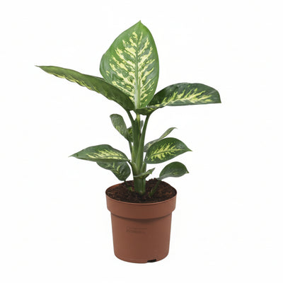 Dieffenbachia Tropic Snow, 60cm, Ø17cm