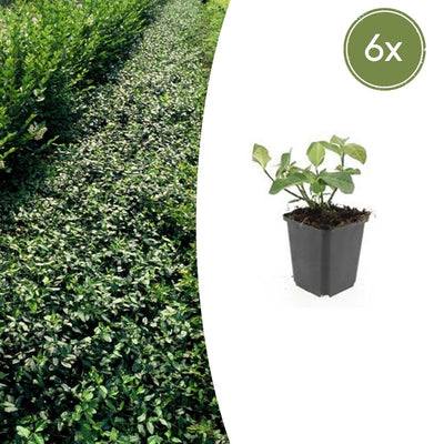 6x Euonymus 'Dart's Blanket' Bodendecker 10-25cm im 9cm Topf