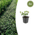 6x Euonymus 'Dart's Blanket' Bodendecker 10-25cm im 9cm Topf Bild 1