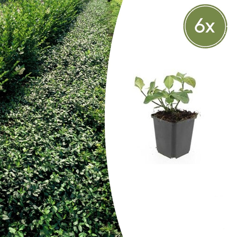 6x Euonymus 'Dart's Blanket' Bodendecker 10-25cm im 9cm Topf