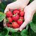 GreenboutiQ Erdbeerpflanzen Fragaria Elsanta - 6 Winterharte Pflanzen Bild 5