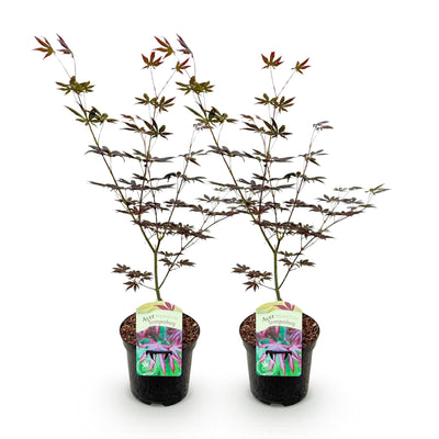 Japanischer Ahorn 'Trompenburg' - Dunkel Lila - 2x 70cm