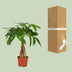 Pachira Aquatica Tree, Ø12cm pot, 35cm high Bild 4