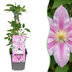 6x Clematis Nelly Moser - Clematis Nelly Moser - Weiß - Rosa - Kletterpflanze - Ø9cm - ↕35cm Bild 1