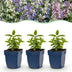 Green boutiQ - Perennial Plant - Nepeta Tricolour - Catnip - Bee and butterfly attractors - Purple - Pink - White - 12 Plants - Pot 11cm - Height 15-25cm Bild 5