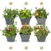 24x Mittagsblume Mix - Delosperma - Ø7cm - 10-12cm Bild 1