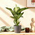 Dieffenbachia Tropic Snow, pflegeleicht, Topf 21cm, Höhe 90-100cm Bild 5
