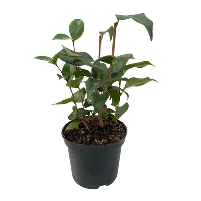 Camelia japonica Tricolour: Immergrüner Strauch mit 3-farbiger Blüte